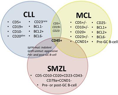 Murine Models of Splenic Marginal Zone Lymphoma: A Role for Cav1?